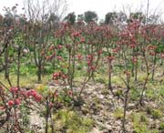 浦东新天气预报30天